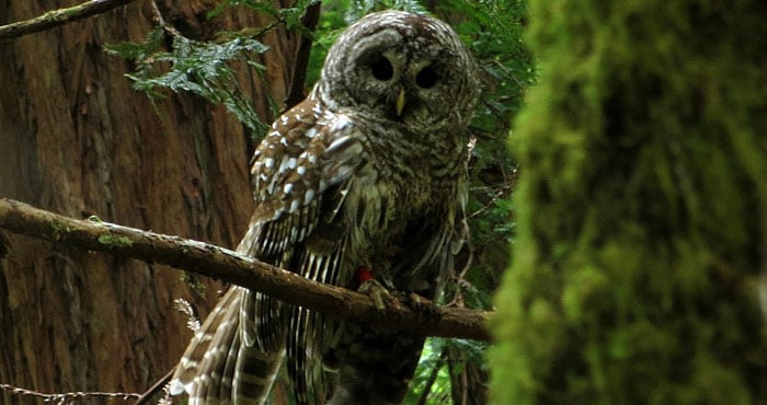 Owl in Muir Woods. Photo by Scott Wright, winner of 1st place in the 2013 Know Wonder Online Photo Contest