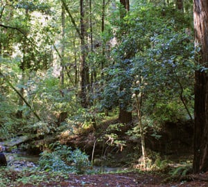 Portola Redwoods State Park.