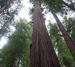 Founders Grove, Humboldt Redwoods State Park
