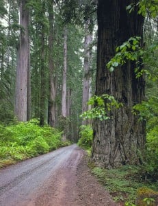 Howland Hills Road, Jedediah Smith Redwoods State Park.