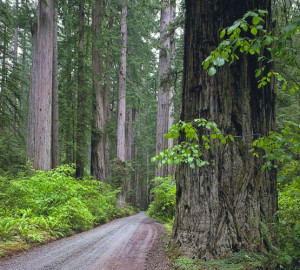 Howland Hills Road, Jedediah Smith Redwoods State Park.