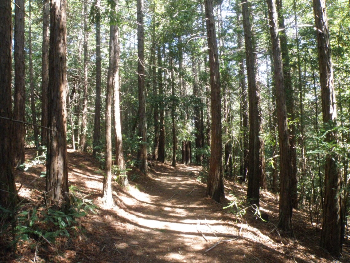 A wide dirt trail leads through a redwood forest and into the background. Dappled sunlight is on the ground.
