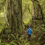 Humboldt Redwoods State Park. Photo courtesy of Humboldt State University