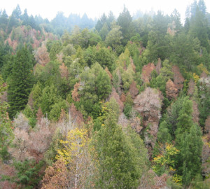 Tanoak mortality in Humboldt County. Photo Credit, Yana Valachovic, UCCE Humboldt County