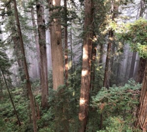 Research illuminates climate vulnerability and resilience of world’s tallest trees