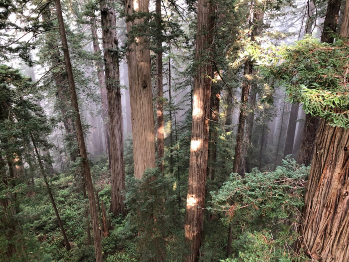 iconic redwoods