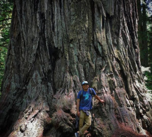 A person stands in front of the base of a giant redwood tree