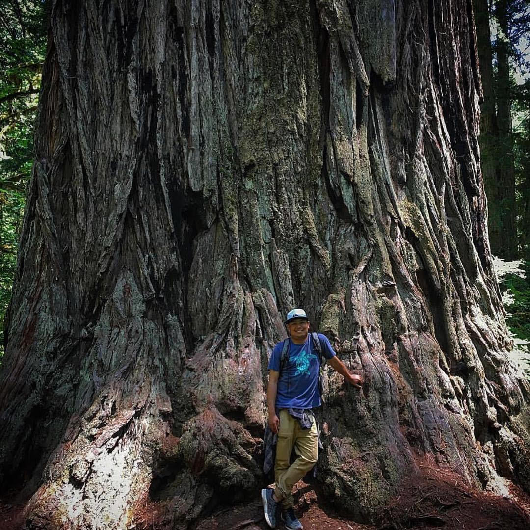 A person stands in front of the base of a giant redwood tree