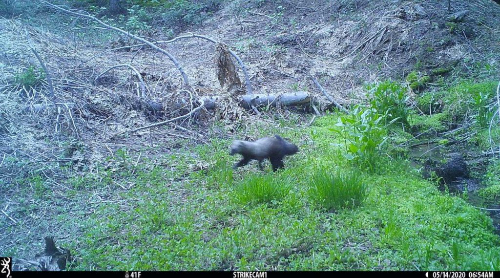 Pacific fisher at Red Hill