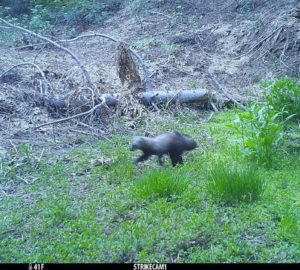 Pacific fisher at Red Hill