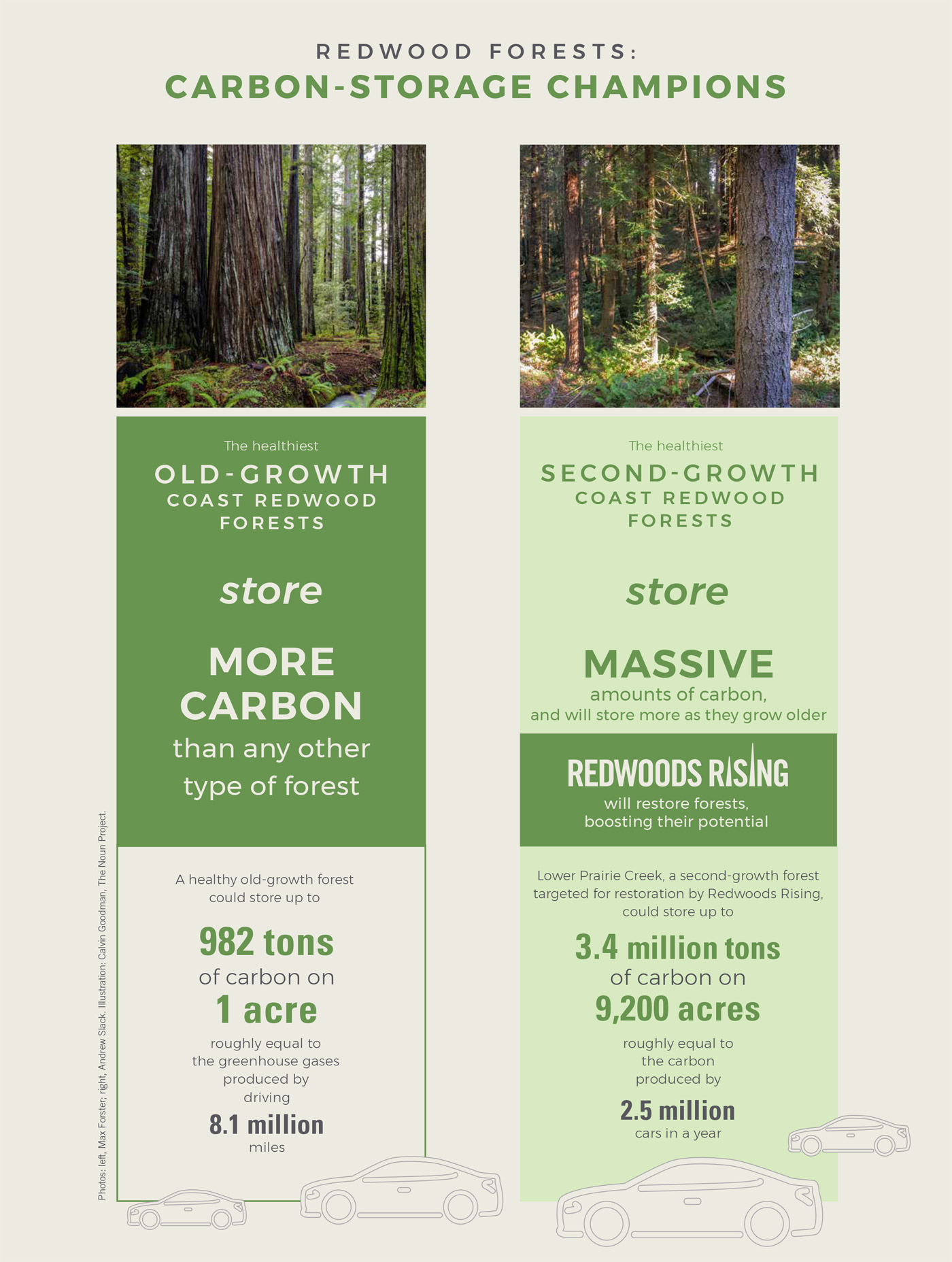 Infographic: Carbon-Storage Champions