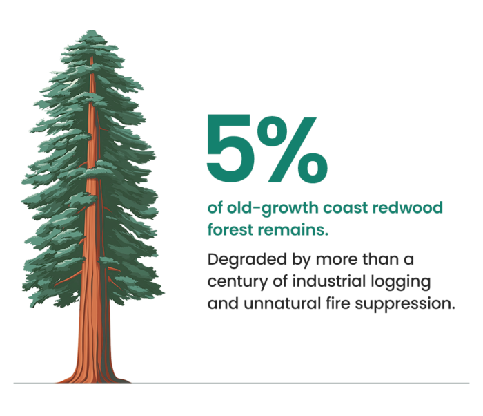 5% of old-growth coast redwood forest remains.
