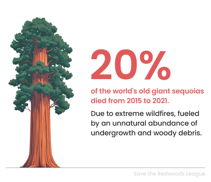 20% of the world's old giant sequoias died from 2015 to 2021.