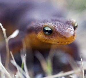 California newt, by John Wright