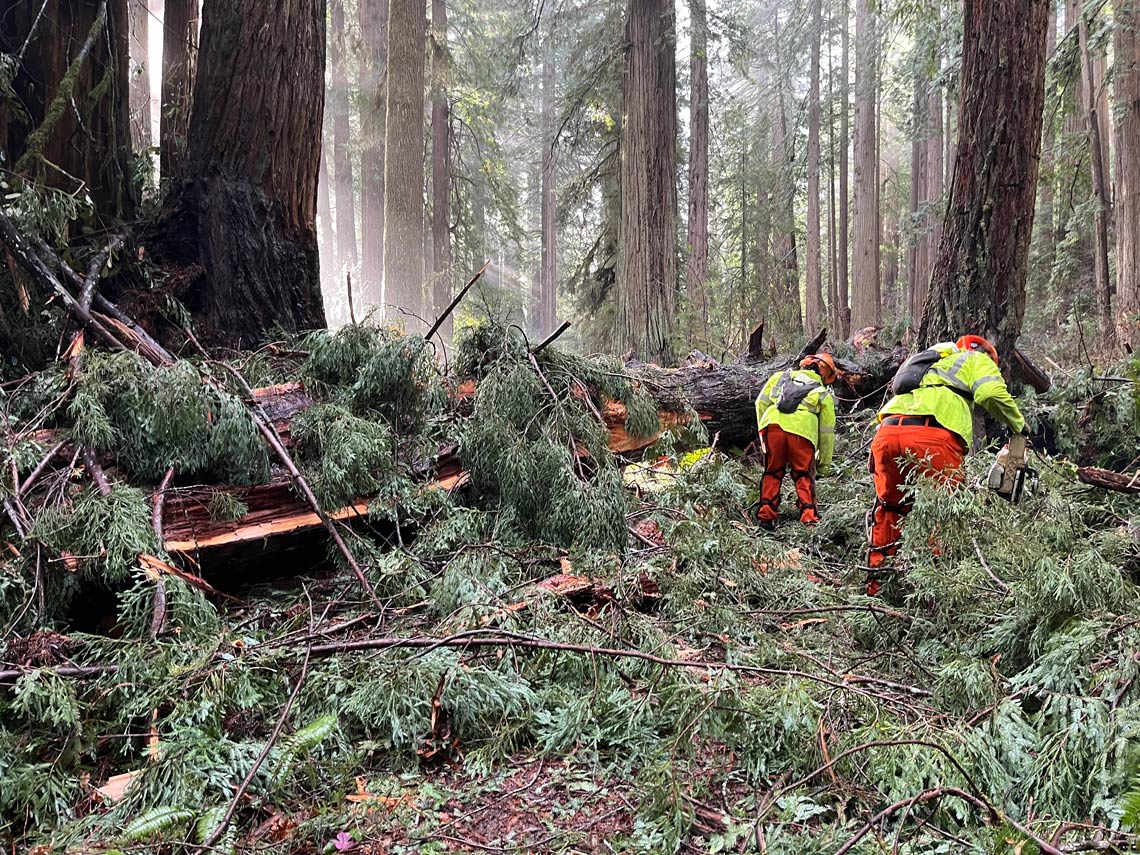 Crews working on clearing a fallen redwood tree after storm damage