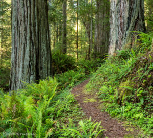 Help make forever happen for the redwoods