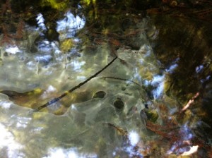 Sulphur is visible, seeping from a natural sulphur spring in the stream.