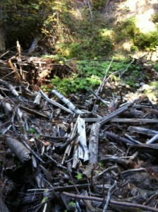 Huge log dam along creek