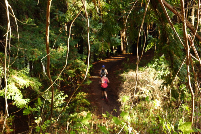 Two hikers run along a path in redwoods.