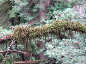 Life is prevalent high up in the redwood canopy. Photo by Steve Sillett.