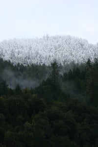 What will happen to snowy mountains in a changing world? What about redwoods? Photo by Julie Martin