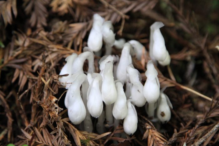 Indian pipe