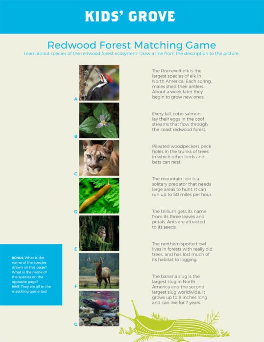 Redwood Forest matching Game