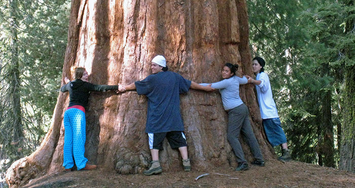 Students show their love for the giant sequoia.