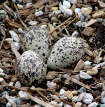 Killdeer eggs.