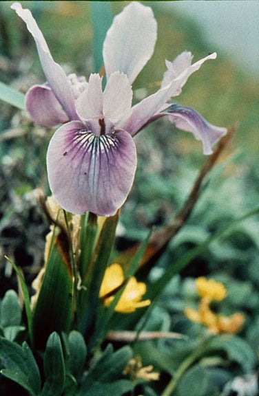 Douglas iris (Iris douglasiana). Courtesy of Fran Wolfe