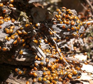a cluster of ladybugs on a log