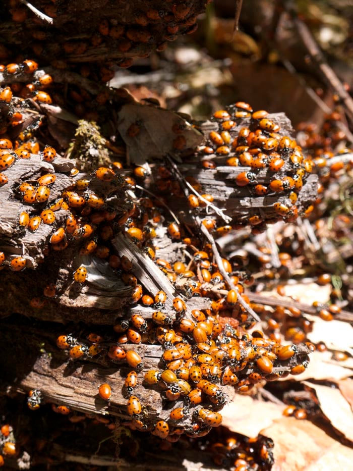 a cluster of ladybugs on a log