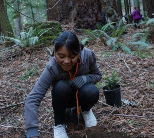 Sixth graders in LandPaths' environmental education program work to restore the redwood forest.