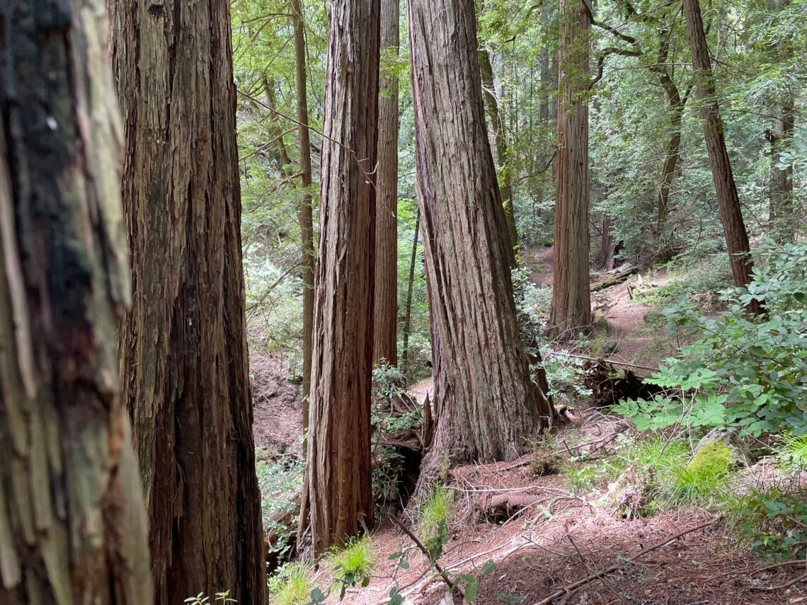 Large redwoods are shown from the foreground to the background along a trail