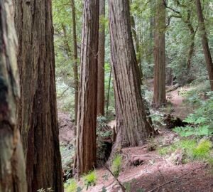 Large redwoods are shown from the foreground to the background along a trail