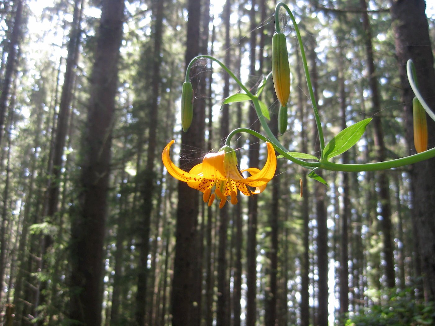 Leopard lily is a wildflower found in redwoods forests. 