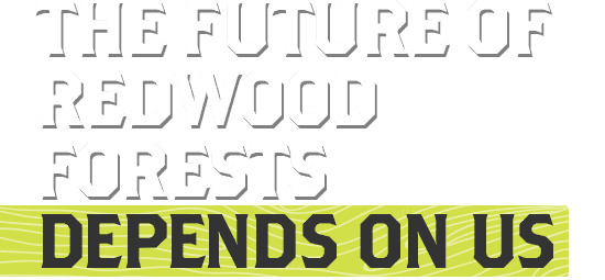 The Future of Redwood Forests Depends On Us