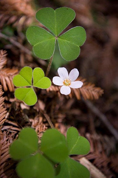 Redwood sorrel grows as big as your palm at Loma Mar Redwoods. Photo by Paolo Vescia