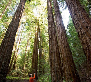 Towering coast redwoods create a cathedral-like setting in Loma Mar Redwoods. Photo by Paolo Vescia