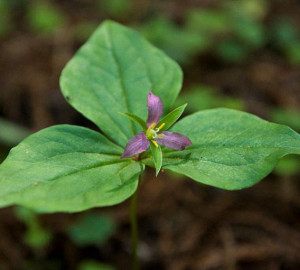 This trillium heralds spring at Loma Mar Redwoods. Photo by Paolo Vescia