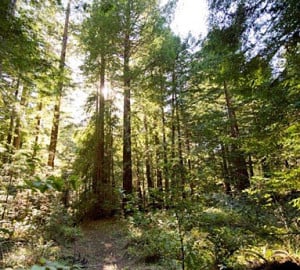 Loma Mar Redwoods offers wide, welcoming trails. Photo by Paolo Vescia