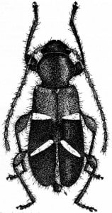 Long-horned beetle drawing by Loren Green, image courtesy of NPS