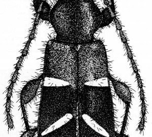 Long-horned beetle drawing by Loren Green, image courtesy of NPS