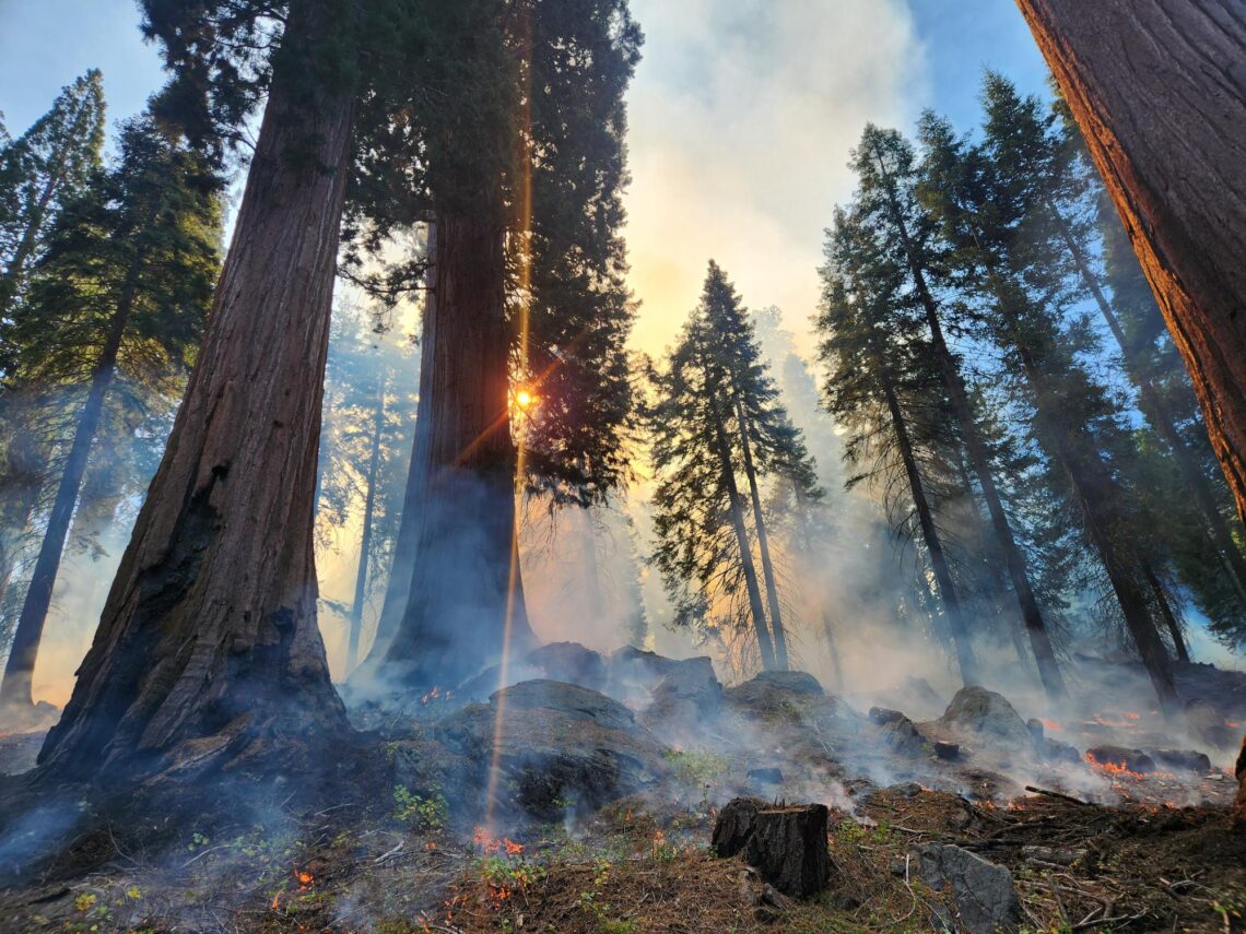 Smoke and low severity fire burning accumulated fuel in a giant sequoia forest