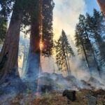 Smoke and low severity fire burning accumulated fuel in a giant sequoia forest