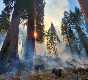 Smoke and low severity fire burning accumulated fuel in a giant sequoia forest