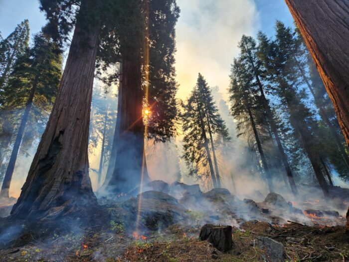 Smoke and low severity fire burning accumulated fuel in a giant sequoia forest