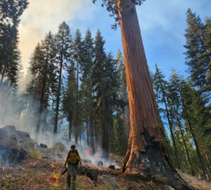 Wildfire fuels management team conducting a prescribed burn in a giant sequoia grove