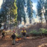 Wildfire fuels management team conducting a prescribed burn in a giant sequoia grove
