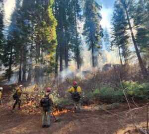 Wildfire fuels management team conducting a prescribed burn in a giant sequoia grove